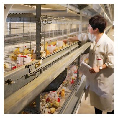 China Hen Breeding Chicken Cage Day Baby Chickens Poultry Farm Equipment Pullet Rows Full Automatic Multi Layer Eggs Old for sale