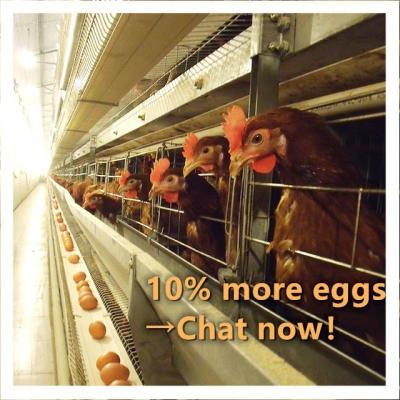 China Full automatic 300 chicken H type automatic chicken cage for sale