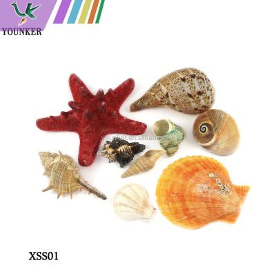 China China Wholesale DIY Packing Natural Seashell for sale