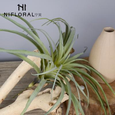 China Art Decor Wholesale Price Realistic Indoor Decoration Protect Air Plants Decor Artificial Home Grass for sale