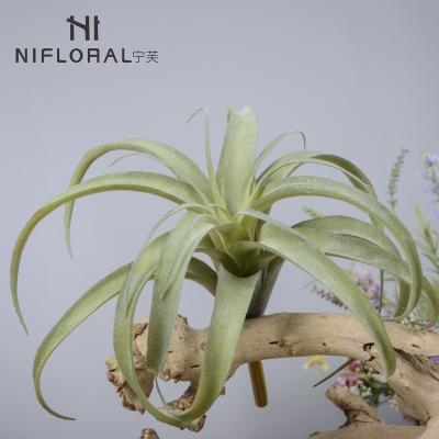 China Art Decor Top Selling Wholesale Cheap Price Air Plants Indoor Garden Greenery Succulent Air Plant for sale