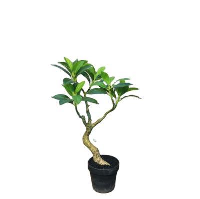 China Chinese factory home decoration hotel environmental protection supplier green artificial bonsai trees 50cm high for sale