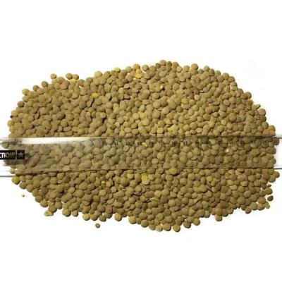 China Low Carb High Quality Bulk Dried whole split Lentils Red Lentils Green Lentils for sale