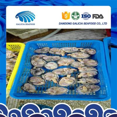 China High Quality FROZEN Size Frozen Giant Clam With Good Services for sale