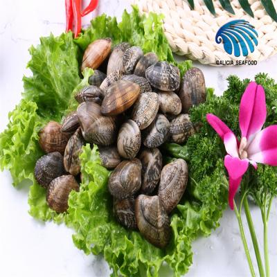 China Cooked Frozen Boiled Shortneck Clam With Competitive Price for sale