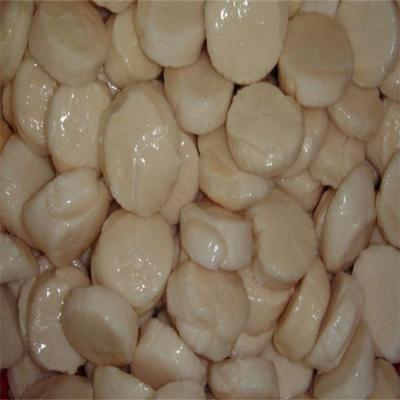 China Frozen iqf sea scallop adductors FROZEN for sale