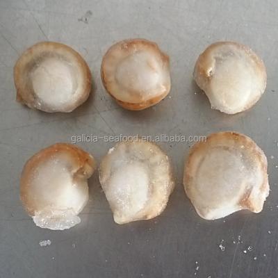 China FROZEN FROZEN Scallop Meat Fish Roe for sale