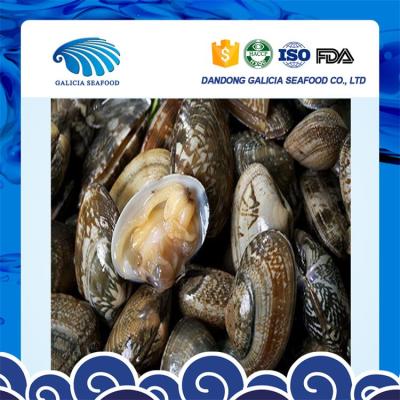 China Baby Clams Fresh FROZEN Frozen Seafood in v-pack for sale