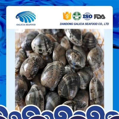 China FROZEN high quality frozen shortneck clam with vacuum packing for sale