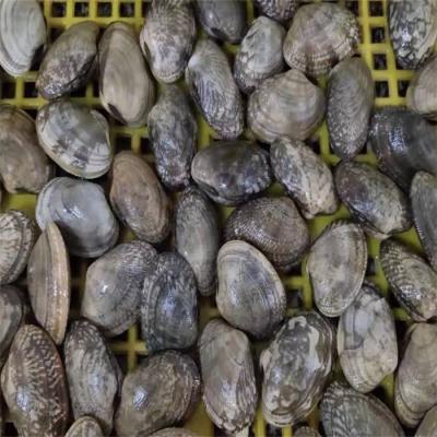 China Cooked Clean Boiled Baby Clams No Sand for sale