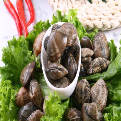 China FROZEN Baby Clam Shell Vacuum Top Quality From Better Factory for sale