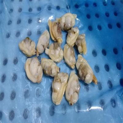 China New Season FROZEN Frozen Boiled Baby Clam Meat with Manufacturer Best Quality for sale