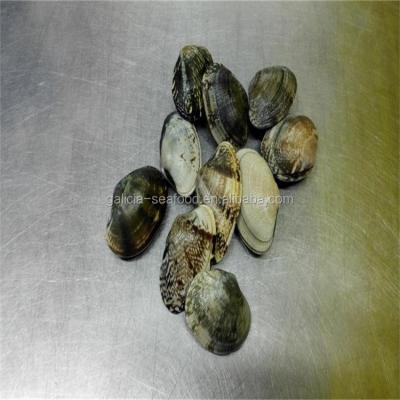 China Frozen Shellfish Baby Vacuum Packed Boiled Clams FROZEN with Best Supplier for sale