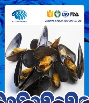 China Good Quality FROZEN Frozen Mussels with Faster Delivery for Reasonable Price for sale