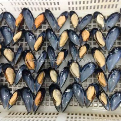 China FROZEN Frozen Meat of Mussels with Half Shell for sale