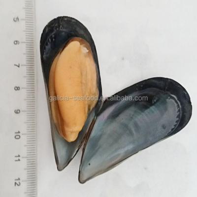 China FROZEN Single Shell Frozen Blue Mussels for sale