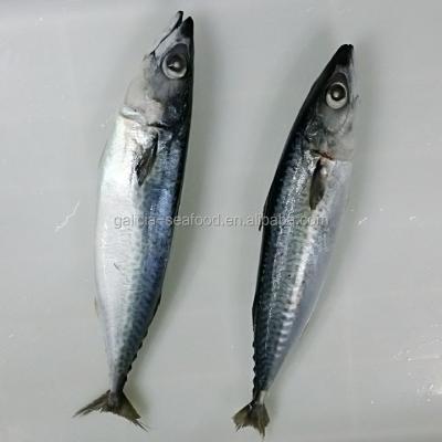 China Cheap FROZEN Pacific Mackerel Fish for sale