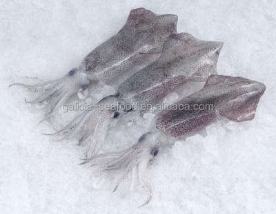 China Frozen squid FROZEN from Loligo for sale