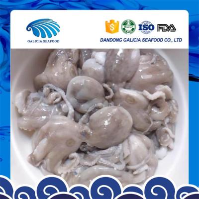 China better supplier frozen whole cleaned baby octopus 16-25 for sale