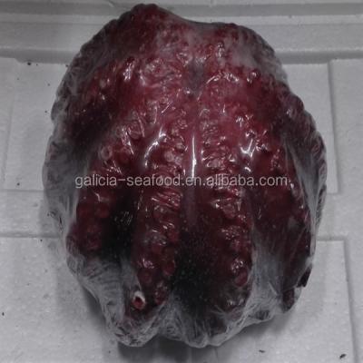 China cheap frozen octopus price from top factory 0.5-1 for sale