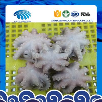 China Frozen baby octopus in ball shape 16-25 for sale