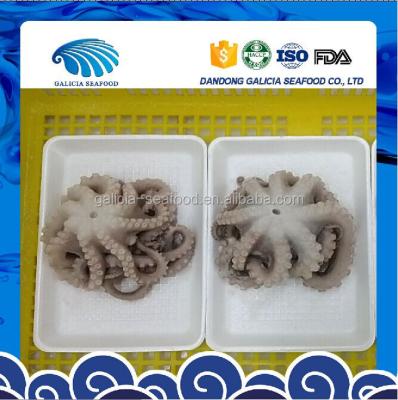 China Raw Frozen Flower Shaped Octopus 16-25 for sale