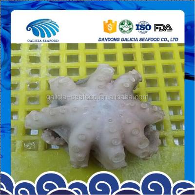 China Best IQF Price Baby Octopus For Sale 16-25 for sale