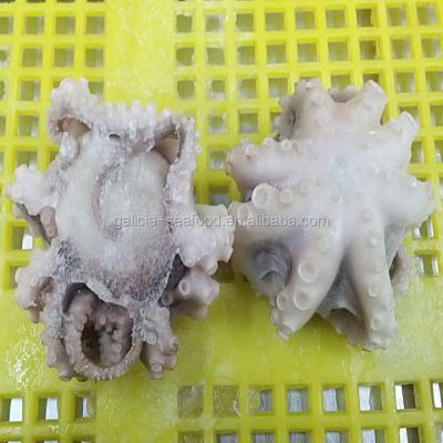 China Baby octopus flower seafood offered by the producer 16-25 for sale