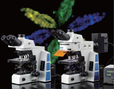 China Optical Bright Field  Fluorescence Microscopy , Led Fluorescent Inverted Microscope for sale