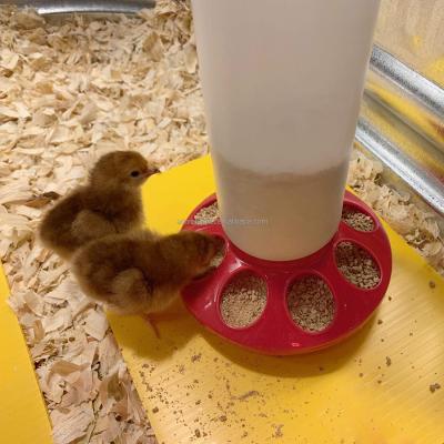 China Cleanable Chick Feeder Waterer Kit Chicken Feeder Bucket for Poultry for sale