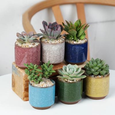 China CLASSIC Ceramic Ice Cracked Succulent Colorful Sliced Garden Basin Office Desktop Combination Plant Basin Flowerpot for sale