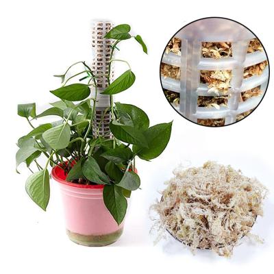 China Garden Accessories Stackable Sphagnum Moss Pole Self Watering Plastic Moss Pole Plastic Plant Stick Transparent For Home Garden for sale