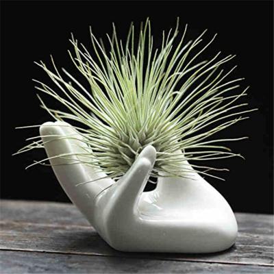 China Country Supplier Cactus Plants Succulent Holder Hand Shape Air Pot Ceramic Tillandsia Holder Wholesale For Plants for sale