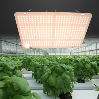 China Seed Starting Full Spectrum Led Horticulture Quantum Led Grow Light LM301B Plant Growth Lamp Quantum Dish for sale