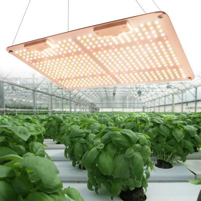 China Seed starting succulent vegetable quantum dish lm301b led to grow light full spectrum for indoor plants for sale