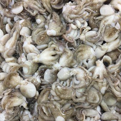 China Factory direct wholesale cheap frozen baby octopus whole cleaned flower FROZEN for sale