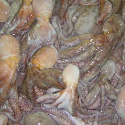 China Wholesale Fresh Frozen Unboiled Matako Octopus All-Part Frozen for sale