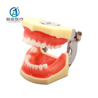 China China Realistic Wholesale Oral Implant Practice Human Gingiva Dental Model With Best Service for sale