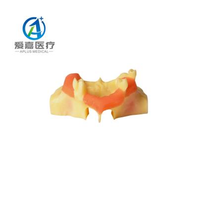 China Realistic Factory Direct High Quality Human Simulation Typodont Forming Dental Implant Practice Jaw Model For 100% Safety for sale