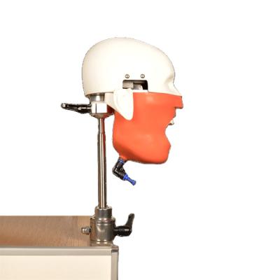 China Realistic Human Simulation Lab Equipment Dental Bench Mounted Manikin Head Nissin Simulator Dental Manikin With Magnetic for sale