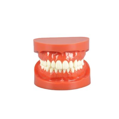 China Vivid Anatomy Teeth Care Standard Nursing Oral Dental Model 28pcs Teeth Model for sale