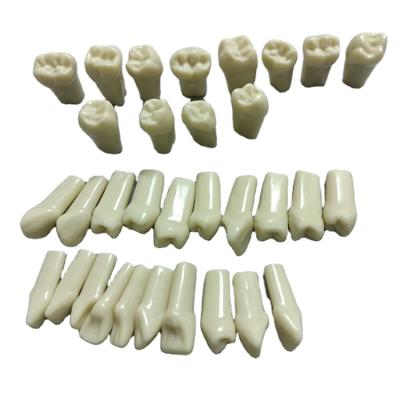 China Dental School Dental Teeth Teacher Frasaco Typodont Teeth Model Compatible with AG3 Jaw Model for Dental Students Practice for sale