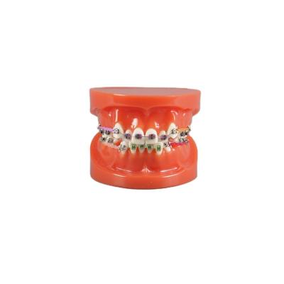 China Factory Made Detailed Anatomy Structures Irregular Dental Orthodontic With Red Base Model for sale