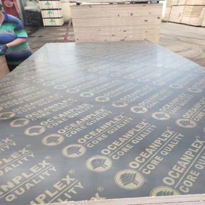 China Contemporary LOW PRICE OCEAN LOGO 4' X8 FINGER JOINT core construction film faced plywood for sale