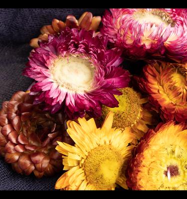 China 100% Natural/High Quality/Hot Colorful Chrysanthemum Bracteantha Bracteata Strawflower Colorful Flowers for sale