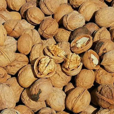 China 185 Thin Shell Wholesale Price Chinese Type Walnuts 32MM for sale