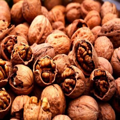 China Dry kernel of hickory nuts for sale