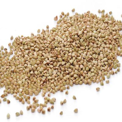 China Fresh raw roasted buckwheat kernel for sale