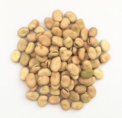 China Chinese Dry Broad Bean Price for sale