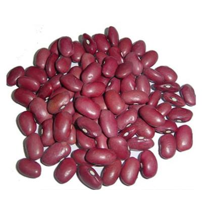 China Dried kidney beans /pinto beans sugar beans for sale